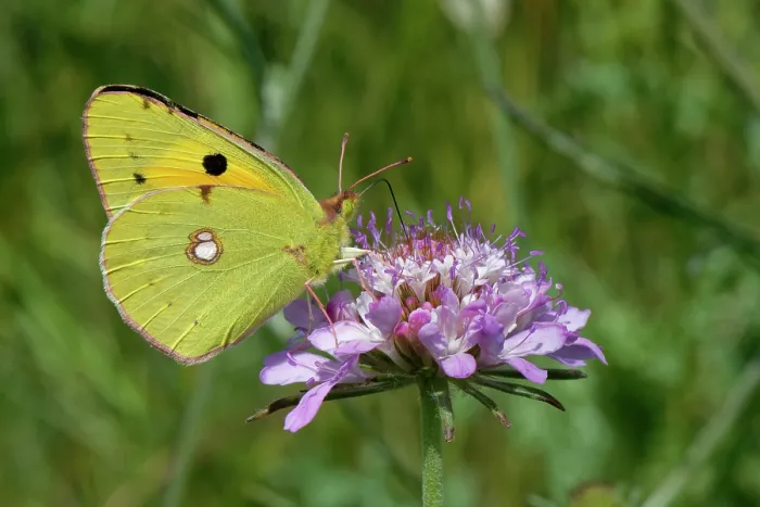 Framed Print : Clouded yellow butterfly (Colias croceus) nectaring on a Sweet scabious (Scabiosa atropurpurea) flowerhead, Corfu, Greece. May Framed Print : Clouded yellow butterfly (Colias croceus) nectaring on a Sweet scabious (Scabiosa atropurpurea) flowerhead, Corfu, Greece. May