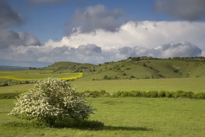 Framed Print : Clouds over Chiltern downland and flowering Hawthorn, Ivinghoe Hills, Buckinghamshire, UK Framed Print : Clouds over Chiltern downland and flowering Hawthorn, Ivinghoe Hills, Buckinghamshire, UK