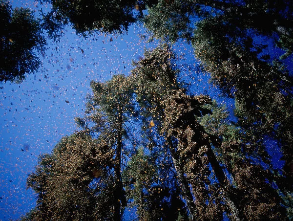 Clouds of Monarch butterflies {Danaus plexippus} flying and resting on trees while on migration