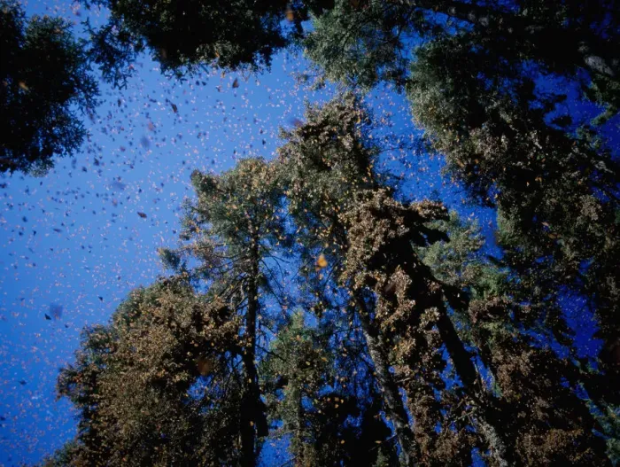 Framed Print : Clouds of Monarch butterflies {Danaus plexippus} flying and resting on trees while on migration Framed Print : Clouds of Monarch butterflies {Danaus plexippus} flying and resting on trees while on migration