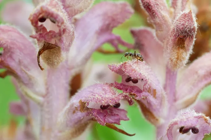 Framed Print : Clove-scented broomrape (Orobanche caryophyllacea) flowering, Nijmegen, The Netherlands. May