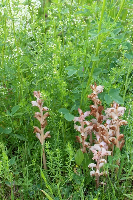 Framed Print : Clove-scented broomrape (Orobanche caryophyllacea) flowering, Nijmegen, The Netherlands. May