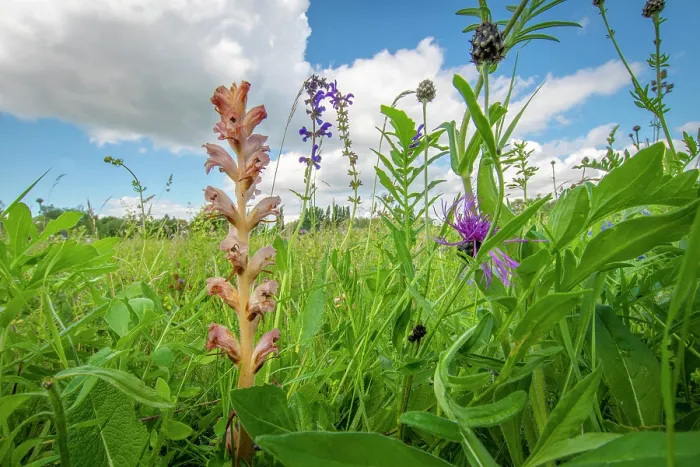 Framed Print : Clove-scented broomrape (Orobanche caryophyllacea) flowering in meadow, Nijmegen, The Netherlands. May Framed Print : Clove-scented broomrape (Orobanche caryophyllacea) flowering in meadow, Nijmegen, The Netherlands. May
