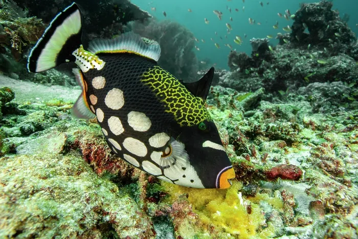 Framed Print : Clown triggerfish (Balistoides conspicillum) female, guarding a large cluster of yellow eggs, Raja Ampat, Indonesia, Pacific Ocean
