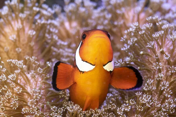 Clownfish (Amphiprion sp) in anemone home, Philippines
