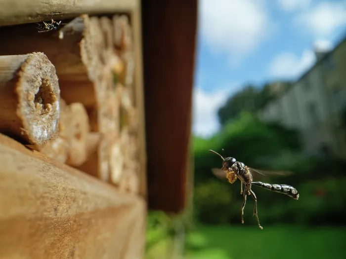 Framed Print : Club-horned wood borer wasp (Trypoxylon clavicerum) flying towards burrow in an insect hotel with a ball of mud held in its front legs to seal the entrance, Wiltshire, UK. July Framed Print : Club-horned wood borer wasp (Trypoxylon clavicerum) flying towards burrow in an insect hotel with a ball of mud held in its front legs to seal the entrance, Wiltshire, UK. July