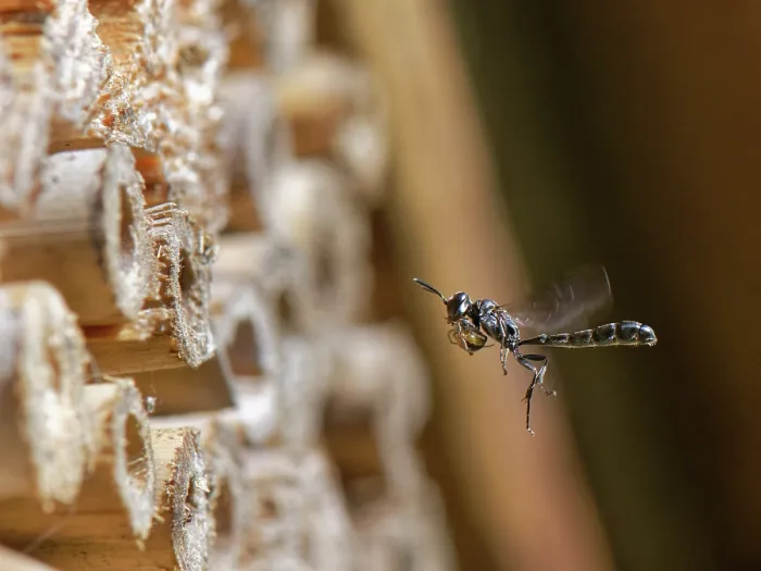 Framed Print : Club-horned wood borer wasp (Trypoxylon clavicerum) flying towards the nest burrow in an insect hotel carrying spider prey for its larvae to feed on, Wiltshire, England, UK. June Framed Print : Club-horned wood borer wasp (Trypoxylon clavicerum) flying towards the nest burrow in an insect hotel carrying spider prey for its larvae to feed on, Wiltshire, England, UK. June