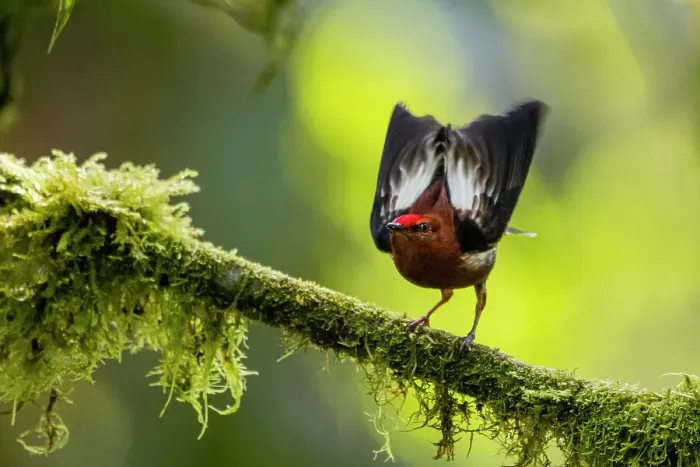 Framed Print : Club-winged manakin (Machaeropterus deliciosus) male, courtship display at lek, Choco rainforest, Pichincha, Ecuador Framed Print : Club-winged manakin (Machaeropterus deliciosus) male, courtship display at lek, Choco rainforest, Pichincha, Ecuador