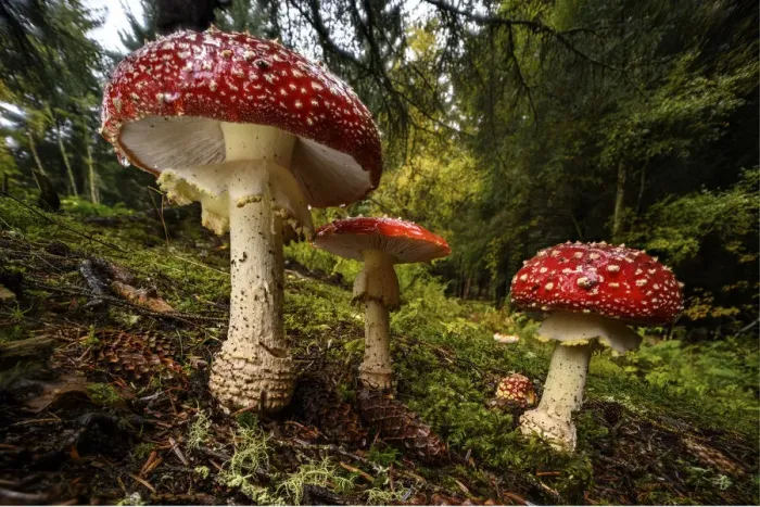 Framed Print : Cluster of Fly agaric mushrooms / fungi (Amanita muscaria Framed Print : Cluster of Fly agaric mushrooms / fungi (Amanita muscaria