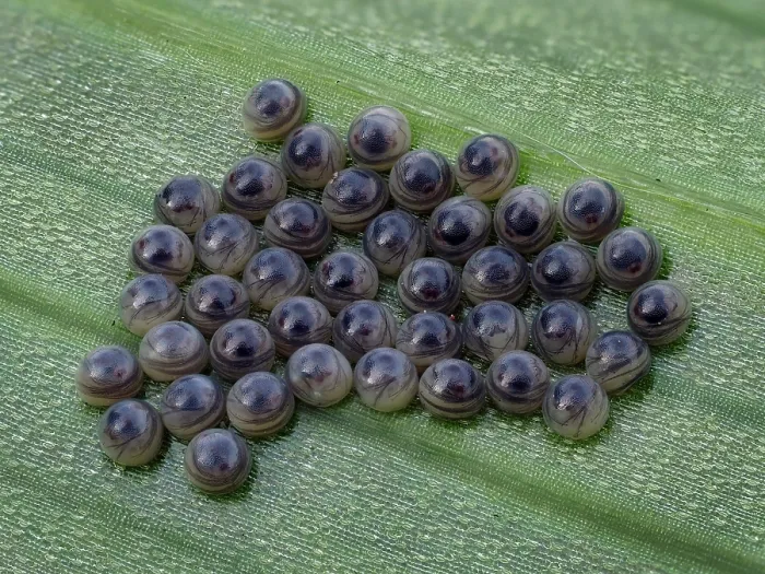 Framed Print : Cluster of Sawfly (Symphyta sp.) eggs ready to hatch on underside of Lily leaf, Hertfordshire, England, UK. June. Focus stacked Framed Print : Cluster of Sawfly (Symphyta sp.) eggs ready to hatch on underside of Lily leaf, Hertfordshire, England, UK. June. Focus stacked