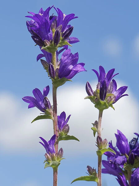 Clustered bellflower (Campanula glomerata) against sky. Pewsey Downs National Nature