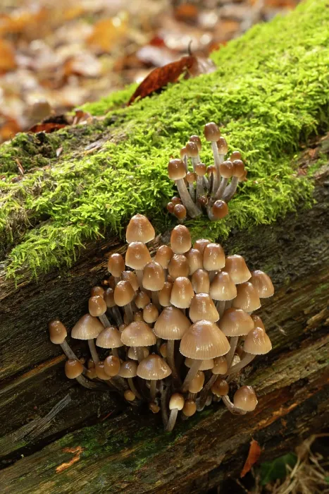 Framed Print : Clustered bonnet (Mycena inclinata) growing on rotting Beech stump, Ebernoe, Sussex, England, UK. November Framed Print : Clustered bonnet (Mycena inclinata) growing on rotting Beech stump, Ebernoe, Sussex, England, UK. November