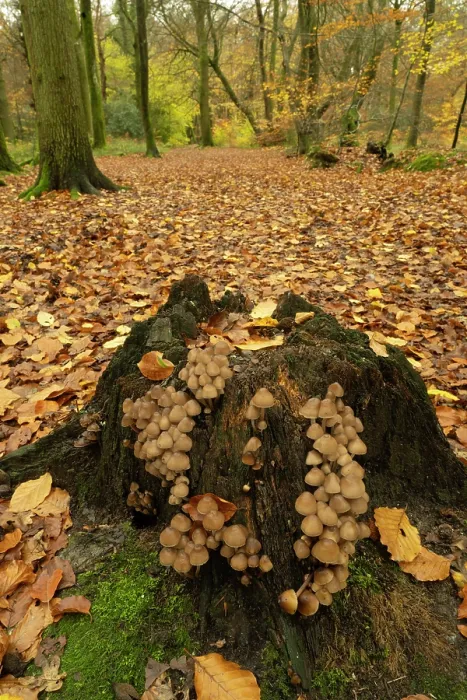 Framed Print : Clustered bonnet (Mycena inclinata) growing on tree stump in mixed Beech and Oak woodland, Surrey, England, UK. November Framed Print : Clustered bonnet (Mycena inclinata) growing on tree stump in mixed Beech and Oak woodland, Surrey, England, UK. November
