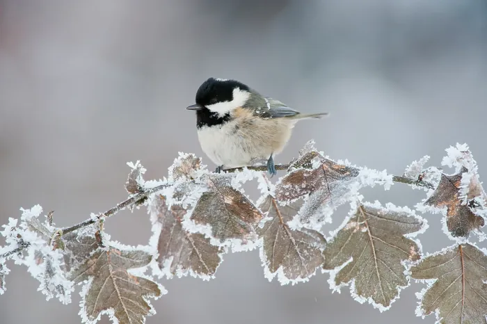 Framed Print : Coal tit (Periparus ater) adult perched in winter, Scotland, UK, December Framed Print : Coal tit (Periparus ater) adult perched in winter, Scotland, UK, December