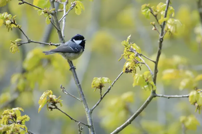 Framed Print : Coal tit (Periparus ater) perched on branch in spring with flower buds, Asturias, Spain, April Framed Print : Coal tit (Periparus ater) perched on branch in spring with flower buds, Asturias, Spain, April
