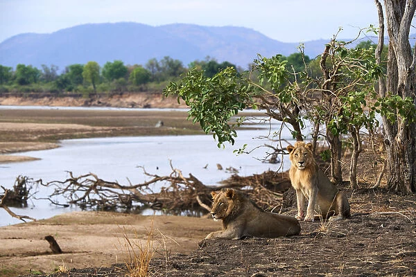Coalition of two African male lions (Panthera leo) resting on the banks of the Luangwa river