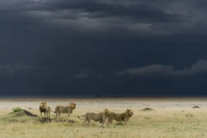 Framed Print : Coalition of male Lions (Panthera leo) in grassland before storm, Masai-Mara game reserve Framed Print : Coalition of male Lions (Panthera leo) in grassland before storm, Masai-Mara game reserve