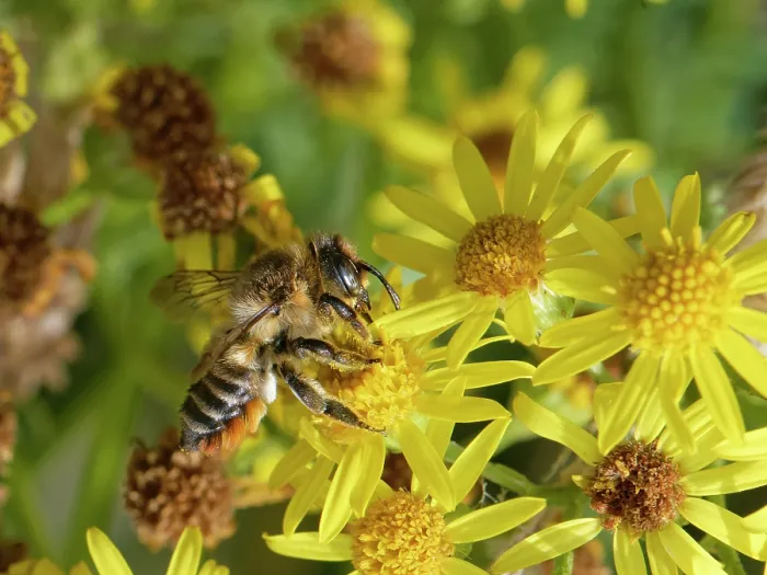 Framed Print : Coast leafcutter bee (Megachile maritima) nectaring on Common ragwort (Senecio jacobaea) flowers in coastal sand dunes, Merthyr Mawr National Nature Reserve, Glamorgan, Wales, UK