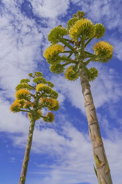 Coastal agave (Agave shawii), two flower spikes against sky, view from below