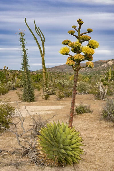 Coastal agave (Agave shawii) flowering in Sonoran Desert