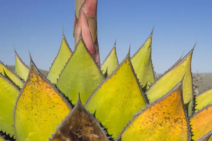 Framed Print : Coastal agave (Agave shawii) leaves dying after flower has bloomed Framed Print : Coastal agave (Agave shawii) leaves dying after flower has bloomed