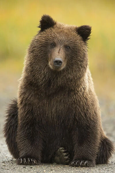 Coastal Brown Bear (Ursus arctos), Lake Clarke National Park, Alaska, September