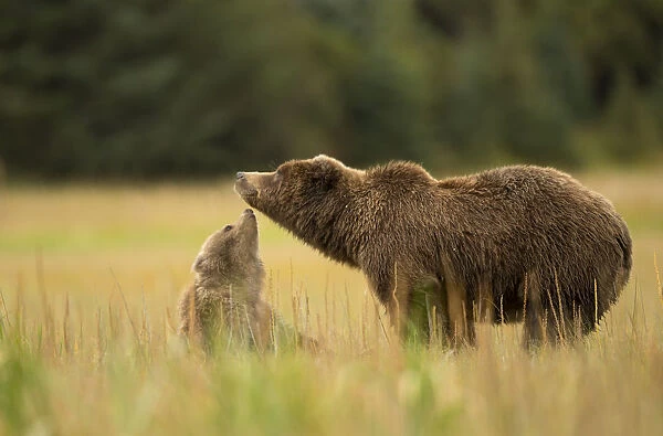Coastal brown bear (Ursus arctos) interacting with cub in field, Lake Clarke National Park