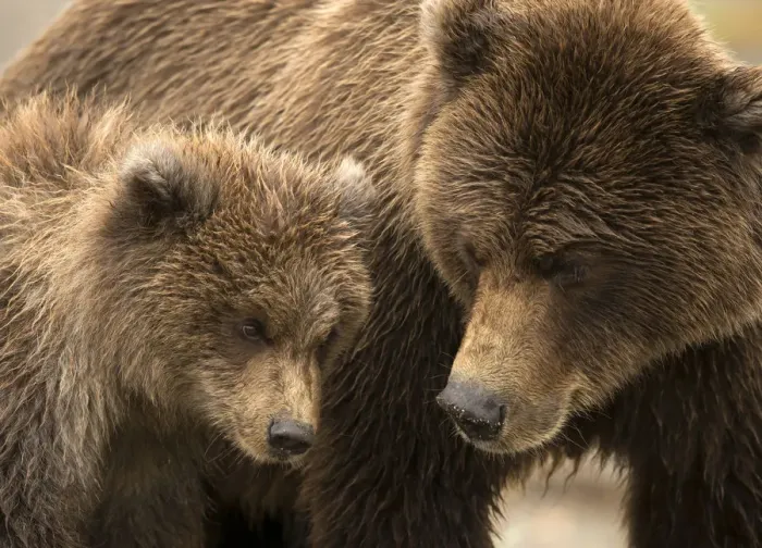 Framed Print : Coastal brown bear (Ursus arctos) and cub, Lake Clarke National Park, Alaska, September Framed Print : Coastal brown bear (Ursus arctos) and cub, Lake Clarke National Park, Alaska, September