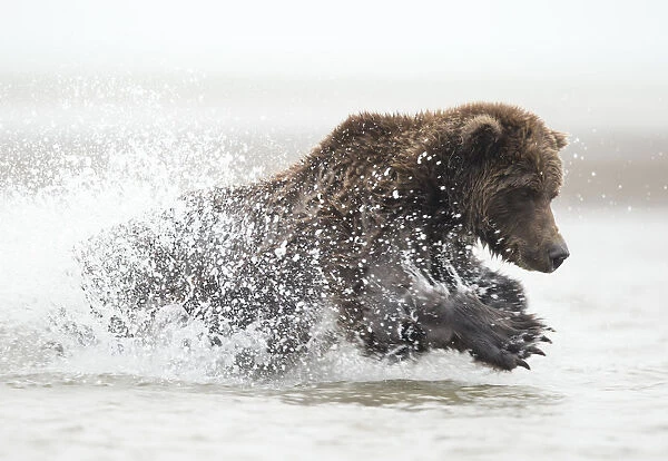 Coastal brown bear (Ursus arctos) fishing, Lake Clarke National Park, Alaska, September