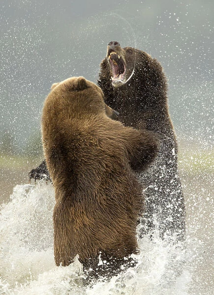 Coastal brown bears (Ursus arctos) fighting, Lake Clarke National Park, Alaska, September