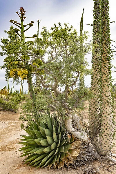 Coastal century (Agave shawii), Baja elephant tree (Pachycormus discolor