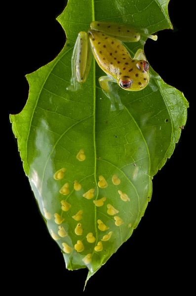 Coastal glassfrog (Cochranella litoralis) on leaf with eggs. San Lorenzo, Esmeraldas, Ecuador