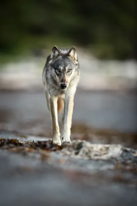 Framed Print : Coastal grey wolf (Canis lupus), British Columbia, Canada. August Framed Print : Coastal grey wolf (Canis lupus), British Columbia, Canada. August