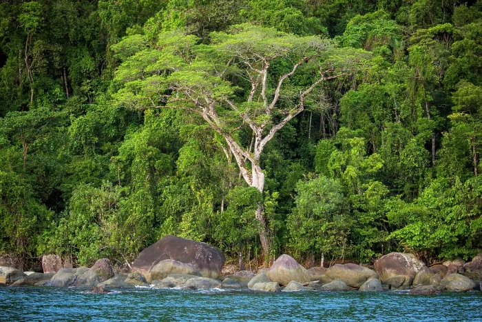 Framed Print : Coastal rainforest, Masoala National Park, Madagascar. March, 2018 Framed Print : Coastal rainforest, Masoala National Park, Madagascar. March, 2018