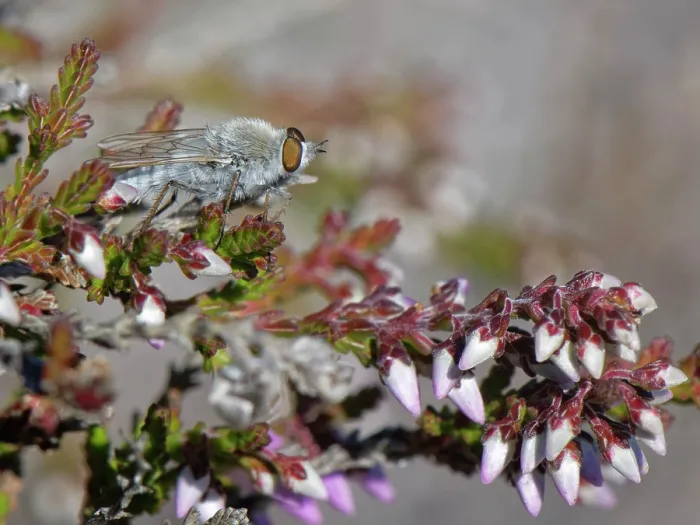 Framed Print : Coastal silver stiletto fly (Acrosathe annulata) male, resting on Common heather (Calluna vulgaris) leaves by a heathland path, Dorset, England, UK. July Framed Print : Coastal silver stiletto fly (Acrosathe annulata) male, resting on Common heather (Calluna vulgaris) leaves by a heathland path, Dorset, England, UK. July