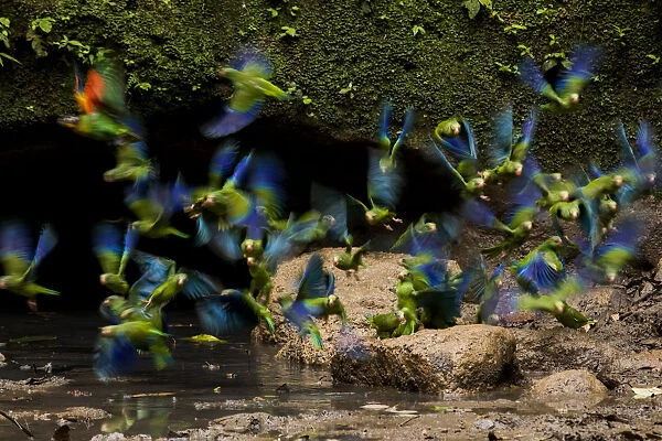 Cobalt-Winged Parakeets (Brotogeris cyanoptera) and an Orange-Cheek Parrot (Pionopsitta