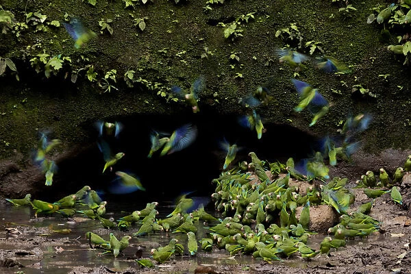 Cobalt-winged parakeets (Brotogeris cyanoptera) eating clay. Yasuni National Park