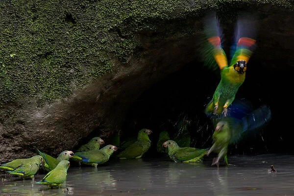 Cobalt-winged parakeets (Brotogeris cyanoptera) and an Orange-cheek parrot (Pionopsitta
