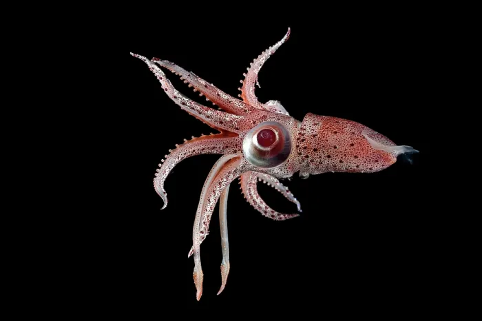 Framed Print : Cock-eyed squid (Histioteuthis bonnellii) portrait Framed Print : Cock-eyed squid (Histioteuthis bonnellii) portrait