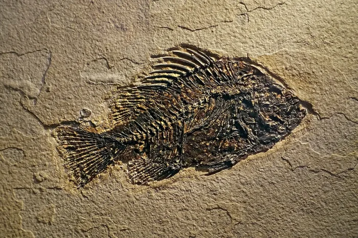 Framed Print : Cockerellites liops / Priscacara liops fossil, extinct temperate bass fish from early Eocene found in the Green River Formation of Wyoming, USA. May, 2023 Framed Print : Cockerellites liops / Priscacara liops fossil, extinct temperate bass fish from early Eocene found in the Green River Formation of Wyoming, USA. May, 2023