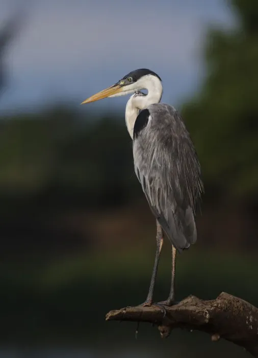 Framed Print : Cocoi heron (Ardea cocoi) resting portrait, Pantanal, Brazil Framed Print : Cocoi heron (Ardea cocoi) resting portrait, Pantanal, Brazil