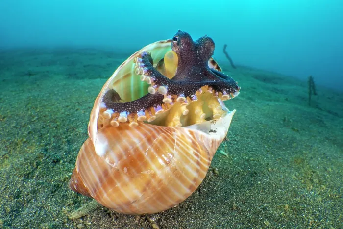 Framed Print : Coconut octopus (Amphioctopus marginatus) emerging from its home in an old gastropod shell, Bitung, North Sulawesi, Indonesia, Lembeh Strait, Molucca Sea Framed Print : Coconut octopus (Amphioctopus marginatus) emerging from its home in an old gastropod shell, Bitung, North Sulawesi, Indonesia, Lembeh Strait, Molucca Sea