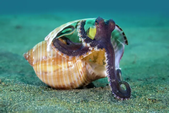 Framed Print : Coconut octopus (Amphioctopus marginatus) emerging from its home in an old gastropod shell, Bitung, North Sulawesi, Indonesia, Lembeh Strait, Molucca Sea Framed Print : Coconut octopus (Amphioctopus marginatus) emerging from its home in an old gastropod shell, Bitung, North Sulawesi, Indonesia, Lembeh Strait, Molucca Sea