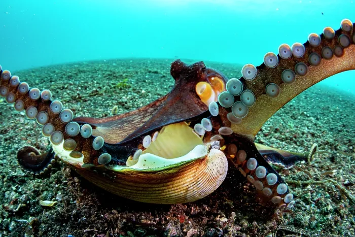 Framed Print : Coconut octopus (Octopus marginatus) flaring her arms and revealing her suckers as she exits her shell home, Lembeh Strait, North Sulawesi, Indonesia, Pacific Ocean Framed Print : Coconut octopus (Octopus marginatus) flaring her arms and revealing her suckers as she exits her shell home, Lembeh Strait, North Sulawesi, Indonesia, Pacific Ocean