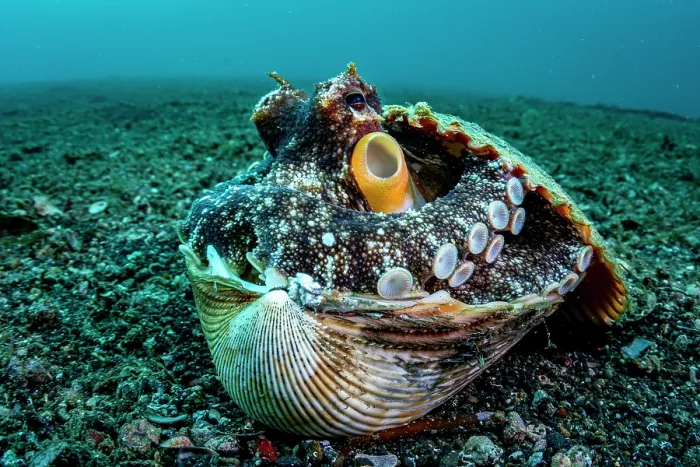 Framed Print : Coconut octopus (Octopus marginatus) hiding in her shell home, Lembeh Strait, North Sulawesi, Indonesia, Pacific Ocean Framed Print : Coconut octopus (Octopus marginatus) hiding in her shell home, Lembeh Strait, North Sulawesi, Indonesia, Pacific Ocean