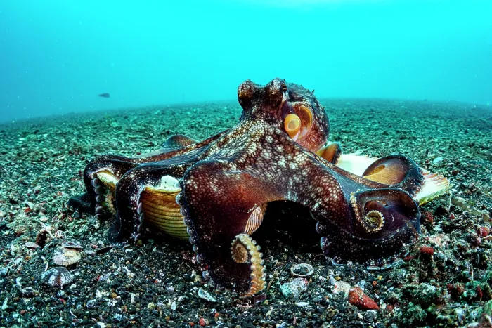Framed Print : Coconut octopus (Octopus marginatus) walking along the seabed carrying its shell home, Lembeh Strait, North Sulawesi, Indonesia, Pacific Ocean Framed Print : Coconut octopus (Octopus marginatus) walking along the seabed carrying its shell home, Lembeh Strait, North Sulawesi, Indonesia, Pacific Ocean