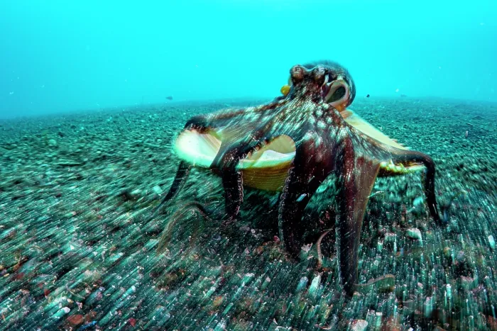 Framed Print : Coconut octopus (Octopus marginatus) walking along the seabed carrying its shell home, Lembeh Strait, North Sulawesi, Indonesia, Pacific Ocean Framed Print : Coconut octopus (Octopus marginatus) walking along the seabed carrying its shell home, Lembeh Strait, North Sulawesi, Indonesia, Pacific Ocean