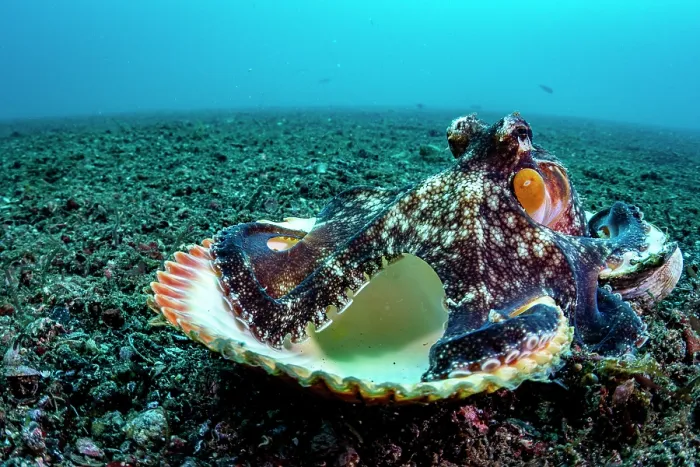 Framed Print : Coconut octopus (Octopus marginatus) walking along the seabed carrying its shell home, Lembeh Strait, North Sulawesi, Indonesia, Pacific Ocean Framed Print : Coconut octopus (Octopus marginatus) walking along the seabed carrying its shell home, Lembeh Strait, North Sulawesi, Indonesia, Pacific Ocean