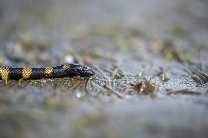 Framed Print : Cogger's sea snake (Hydrophis coggeri) resting on the sand at low tide, Suva, Fiji Framed Print : Cogger's sea snake (Hydrophis coggeri) resting on the sand at low tide, Suva, Fiji