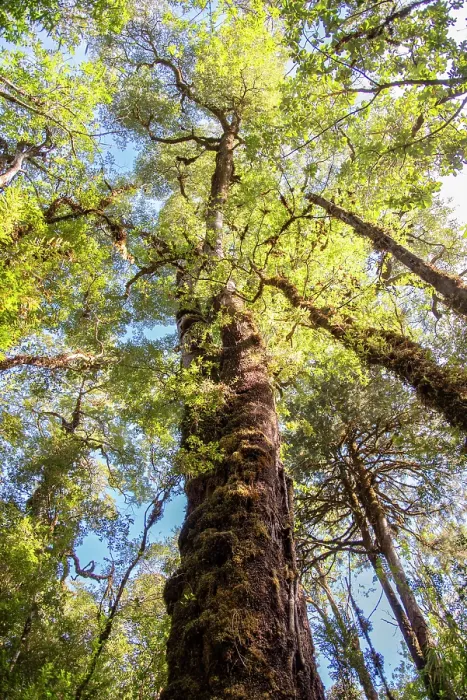 Framed Print : Coigue tree (Nothofagus dombeyi), Pumalin National Park, Patagonia, Chile Framed Print : Coigue tree (Nothofagus dombeyi), Pumalin National Park, Patagonia, Chile